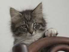 Wildfee's Norwegische Waldkatzen Wildfee's Ole Dynamit - 11 Wochen alt