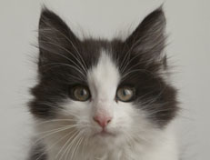 Wildfee's Norwegische Waldkatzen Wildfee's Osiris Pan - 11 Wochen alt