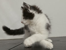 Wildfee's Norwegische Waldkatzen Wildfee's Osiris Pan - 11 Wochen alt