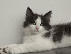 Wildfee's Norwegische Waldkatzen Wildfee's Osiris Pan - 11 Wochen alt