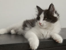 Wildfee's Norwegische Waldkatzen Wildfee's Osiris Pan - 11 Wochen alt