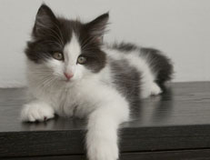 Wildfee's Norwegische Waldkatzen Wildfee's Osiris Pan - 11 Wochen alt