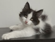 Wildfee's Norwegische Waldkatzen Wildfee's Osiris Pan - 11 Wochen alt