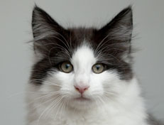 Wildfee's Norwegische Waldkatzen Wildfee's Odin Pan - 12 Wochen alt