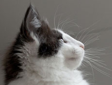 Wildfee's Norwegische Waldkatzen Wildfee's Odin Pan - 12 Wochen alt