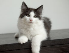 Wildfee's Norwegische Waldkatzen Wildfee's Odin Pan - 12 Wochen alt