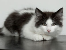 Wildfee's Norwegische Waldkatzen Wildfee's Odin Pan - 12 Wochen alt