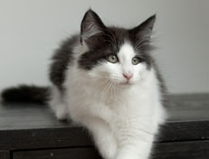 Wildfee's Norwegische Waldkatzen Wildfee's Odin Pan - 12 Wochen alt