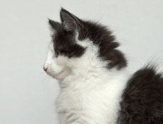 Wildfee's Norwegische Waldkatzen Wildfee's Odin Pan - 12 Wochen alt