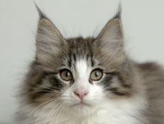 Wildfee's Norwegische Waldkatzen Wildfee's Oh Johnny - 12 Wochen alt