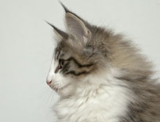 Wildfee's Norwegische Waldkatzen Wildfee's Oh Johnny - 12 Wochen alt