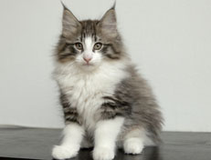 Wildfee's Norwegische Waldkatzen Wildfee's Oh Johnny - 12 Wochen alt