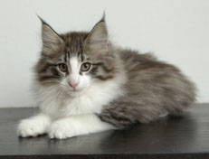 Wildfee's Norwegische Waldkatzen Wildfee's Oh Johnny - 12 Wochen alt