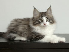 Wildfee's Norwegische Waldkatzen Wildfee's Oh Johnny - 12 Wochen alt