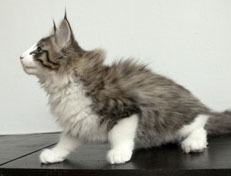 Wildfee's Norwegische Waldkatzen Wildfee's Oh Johnny - 12 Wochen alt