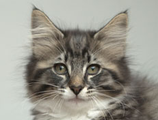 Wildfee's Norwegische Waldkatzen Wildfee's Ole Dynamit - 12 Wochen alt