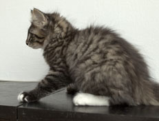 Wildfee's Norwegische Waldkatzen Wildfee's Ole Dynamit - 12 Wochen alt