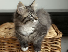 Wildfee's Norwegische Waldkatzen Wildfee's Ole Dynamit - 12 Wochen alt