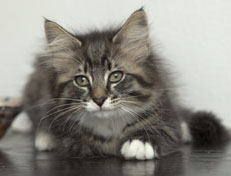 Wildfee's Norwegische Waldkatzen Wildfee's Ole Dynamit - 12 Wochen alt