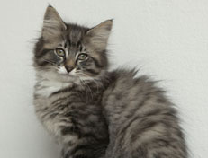 Wildfee's Norwegische Waldkatzen Wildfee's Ole Dynamit - 12 Wochen alt