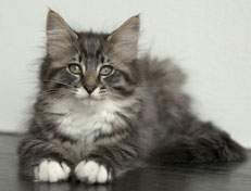 Wildfee's Norwegische Waldkatzen Wildfee's Ole Dynamit - 12 Wochen alt