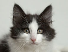 Wildfee's Norwegische Waldkatzen Wildfee's Osiris Pan - 12 Wochen alt