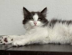 Wildfee's Norwegische Waldkatzen Wildfee's Osiris Pan - 12 Wochen alt