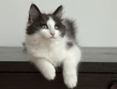 Wildfee's Norwegische Waldkatzen Wildfee's Osiris Pan - 12 Wochen alt