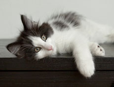 Wildfee's Norwegische Waldkatzen Wildfee's Osiris Pan - 12 Wochen alt