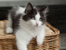 Wildfee's Norwegische Waldkatzen Wildfee's Osiris Pan - 12 Wochen alt