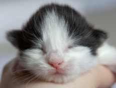 Wildfee's Norwegische Waldkatzen Wildfee's Odin Pan - eine Woche alt