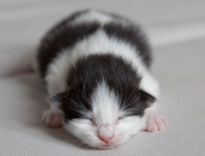 Wildfee's Norwegische Waldkatzen Wildfee's Odin Pan - eine Woche alt