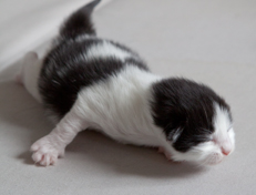 Wildfee's Norwegische Waldkatzen Wildfee's Odin Pan - eine Woche alt