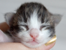 Wildfee's Norwegische Waldkatzen Wildfee's Oh Johnny - eine Woche alt