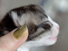 Wildfee's Norwegische Waldkatzen Wildfee's Oh Johnny - eine Woche alt