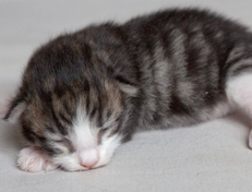 Wildfee's Norwegische Waldkatzen Wildfee's Oh Johnny - eine Woche alt