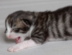 Wildfee's Norwegische Waldkatzen Wildfee's Oh Johnny - eine Woche alt