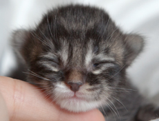 Wildfee's Norwegische Waldkatzen Wildfee's Ole Dynamit - eine Woche alt