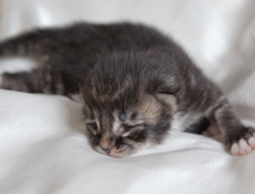 Wildfee's Norwegische Waldkatzen Wildfee's Ole Dynamit - eine Woche alt