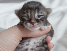 Wildfee's Norwegische Waldkatzen Wildfee's Ole Dynamit - eine Woche alt