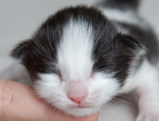 Wildfee's Norwegische Waldkatzen Wildfee's Osiris Pan - eine Woche alt