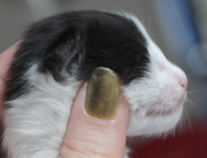 Wildfee's Norwegische Waldkatzen Wildfee's Osiris Pan - eine Woche alt