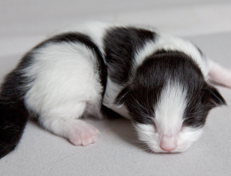 Wildfee's Norwegische Waldkatzen Wildfee's Osiris Pan - eine Woche alt