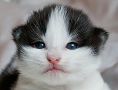 Wildfee's Norwegische Waldkatzen Wildfee's Odin Pan - 2 Wochen alt