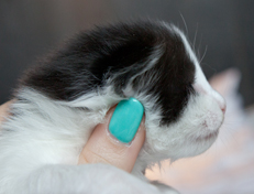 Wildfee's Norwegische Waldkatzen Wildfee's Odin Pan - 2 Wochen alt