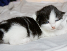 Wildfee's Norwegische Waldkatzen Wildfee's Odin Pan - 2 Wochen alt