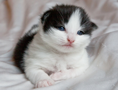 Wildfee's Norwegische Waldkatzen Wildfee's Odin Pan - 2 Wochen alt