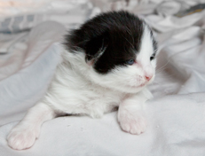 Wildfee's Norwegische Waldkatzen Wildfee's Odin Pan - 2 Wochen alt