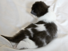 Wildfee's Norwegische Waldkatzen Wildfee's Odin Pan - eine Woche alt