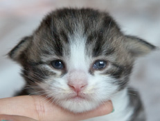 Wildfee's Norwegische Waldkatzen Wildfee's Oh Johnny - 2 Wochen alt